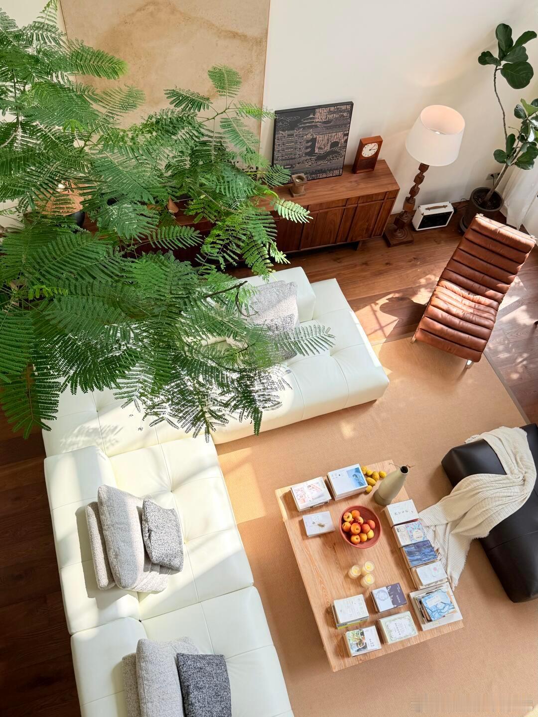 一年一度晒家大赛  年度记忆   理想健康家 | 阳光绿植与爱的完美交融🏡在城