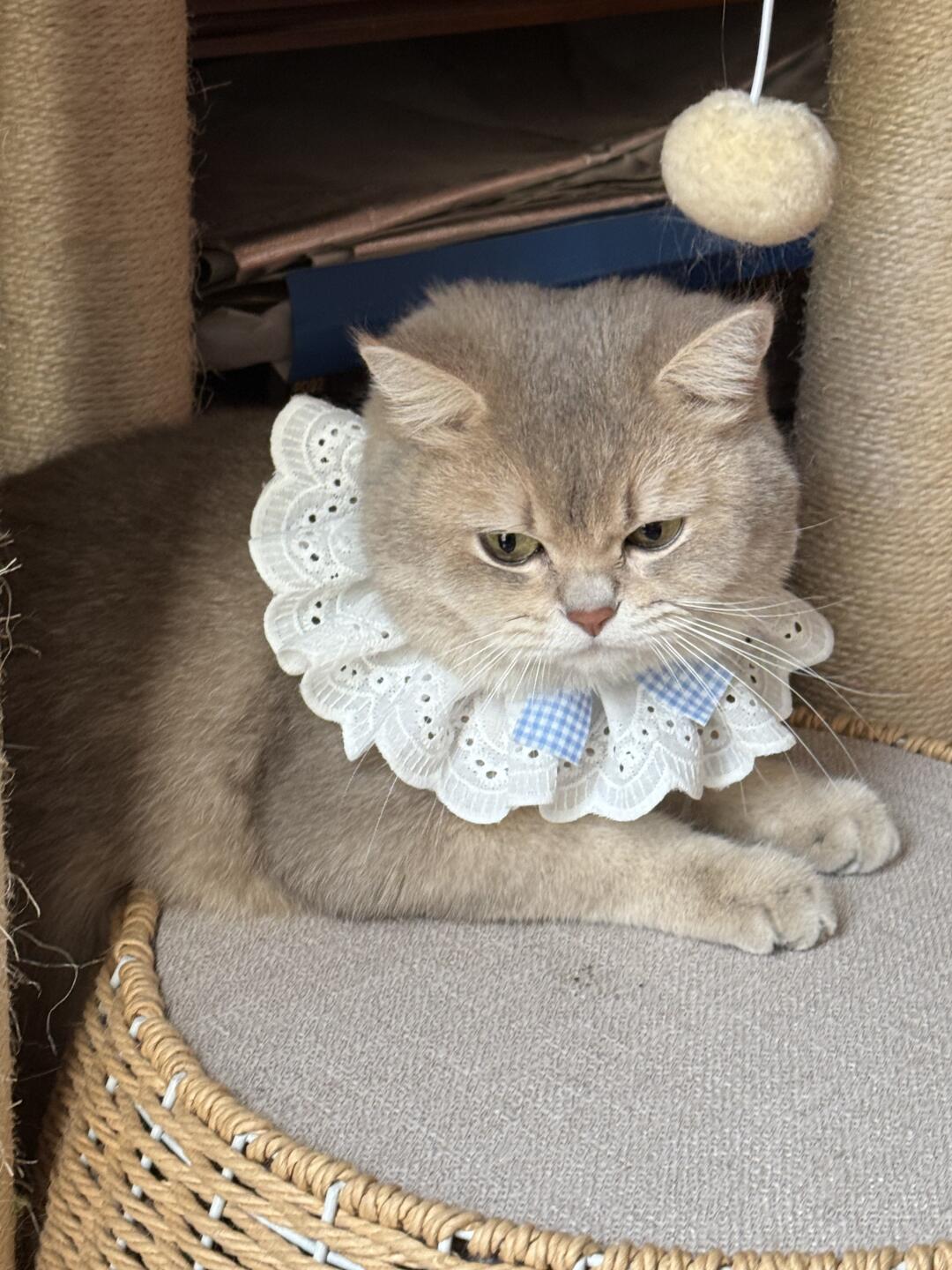 啊啊啊啊啊这个奶猫也太好看了吧