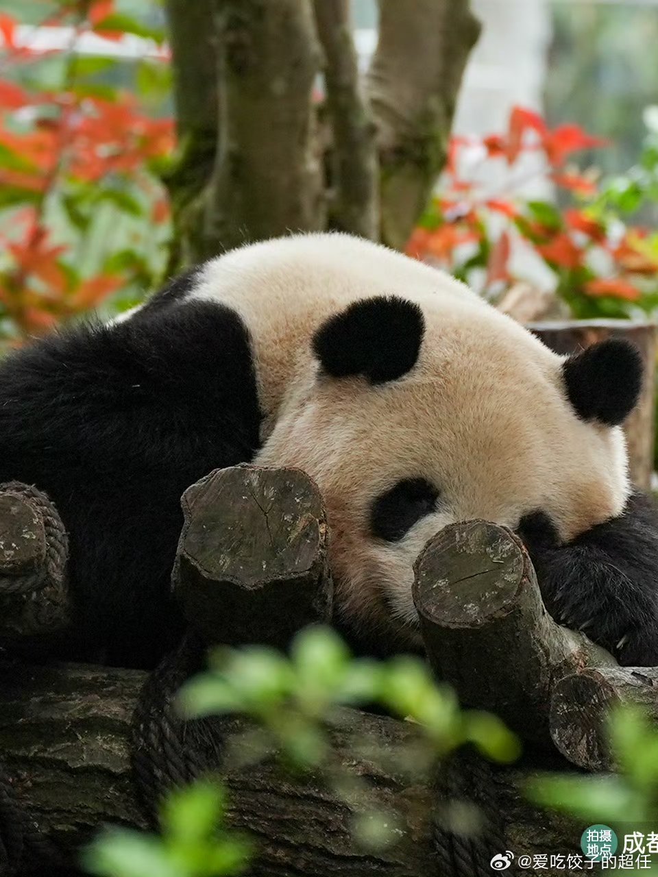 熊猫守护者[超话] 林间木架上，一只酣然入梦，一只静静发呆，熊猫的日常总是慢悠悠