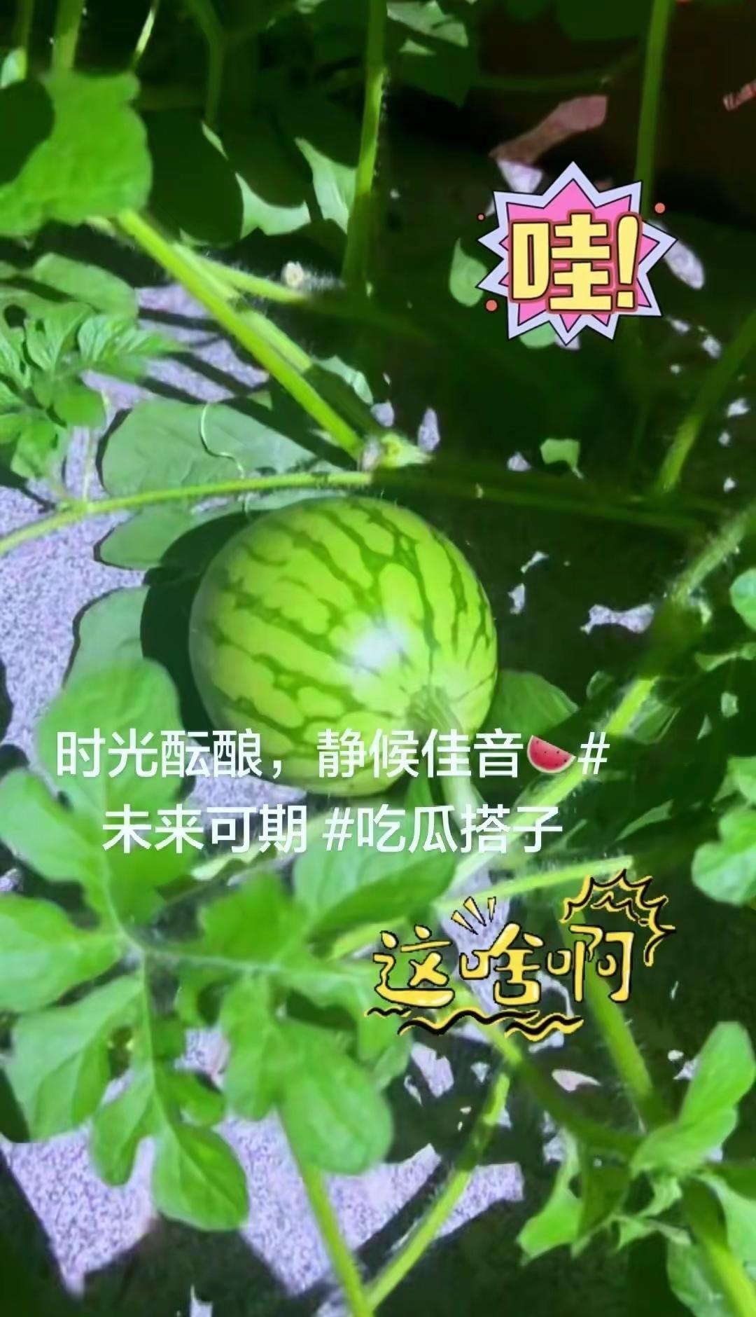 瓜熟蒂落！2026小升初果子稳了？真的没想到，2026年6月的瓜已经成型啦～心里