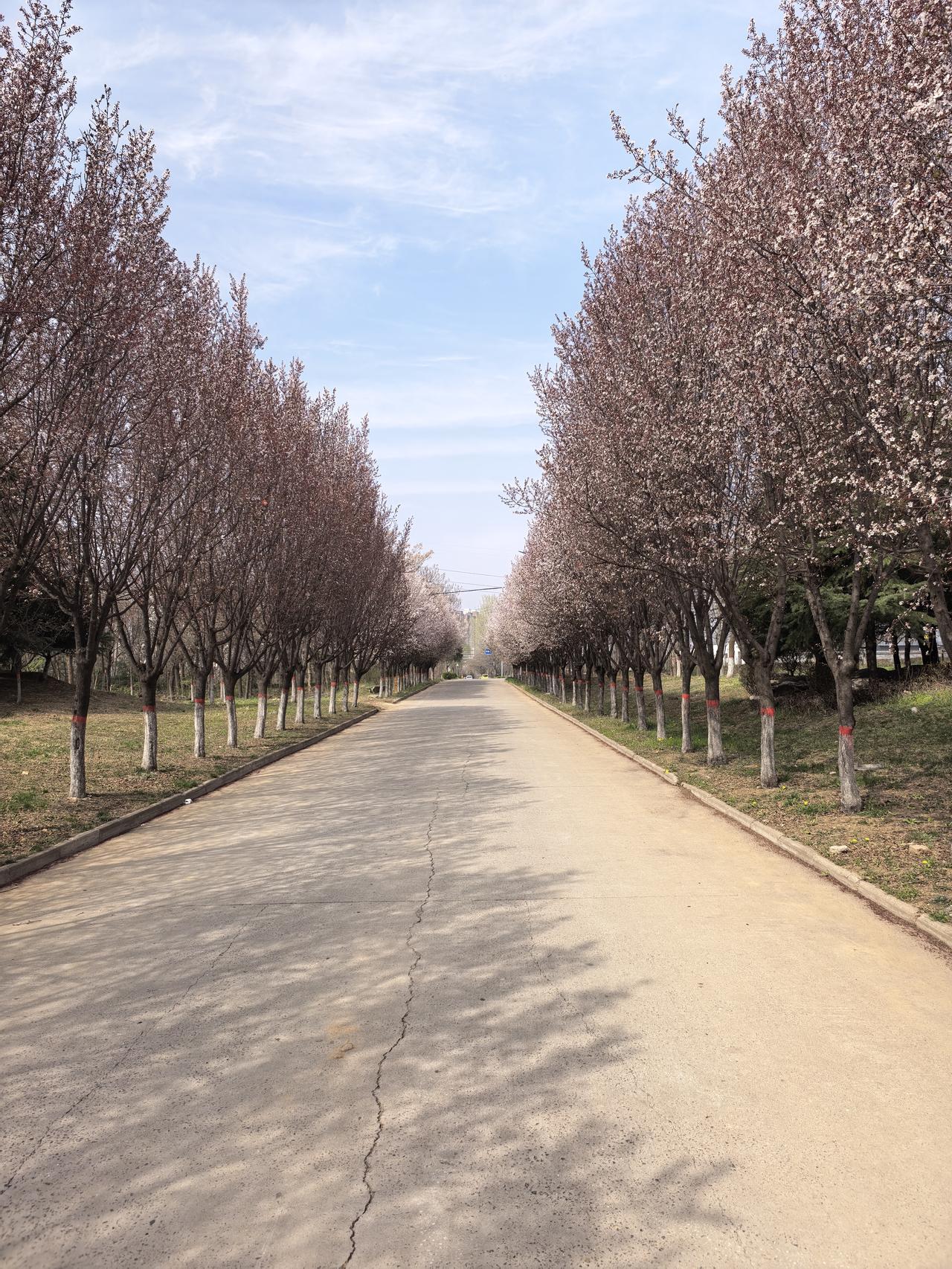 春日生活打卡季中东在打仗，油价在起伏，我们的车主好纠结，春天要不要去看花？刚才翻