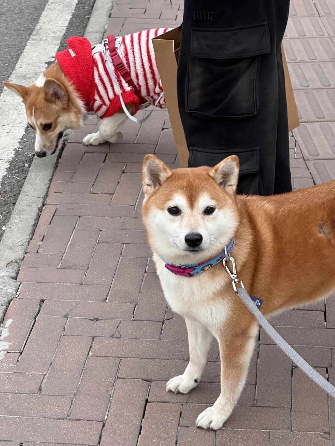 和小朋狗一起出去玩了