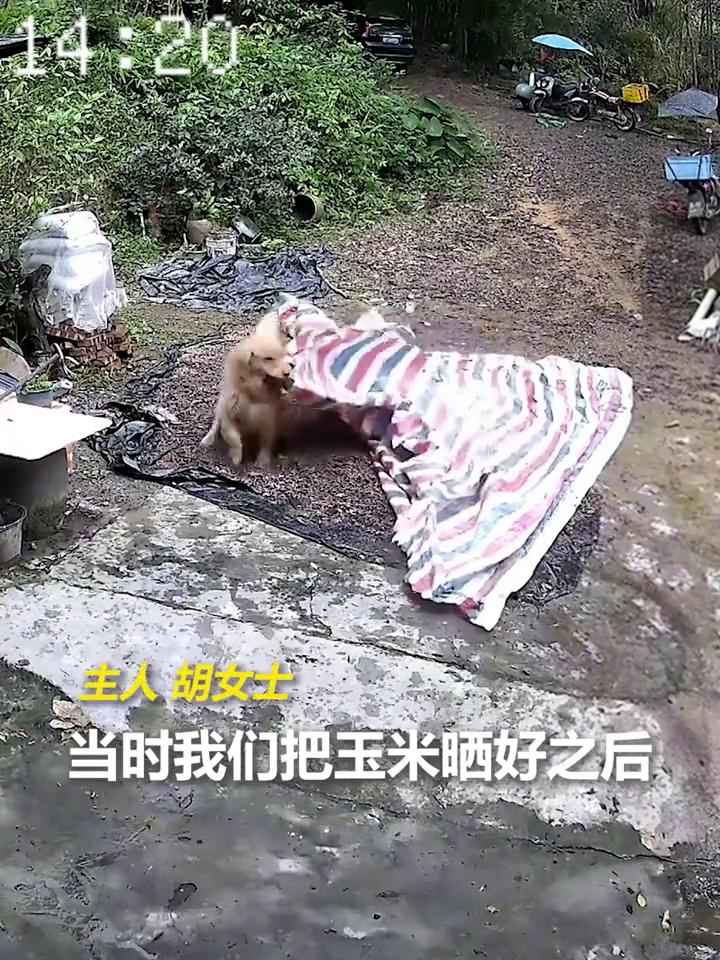 当时我们就是把玉米晒好之后就去田里面干活去了，到家的时候手有一点嫩了一下，后面看