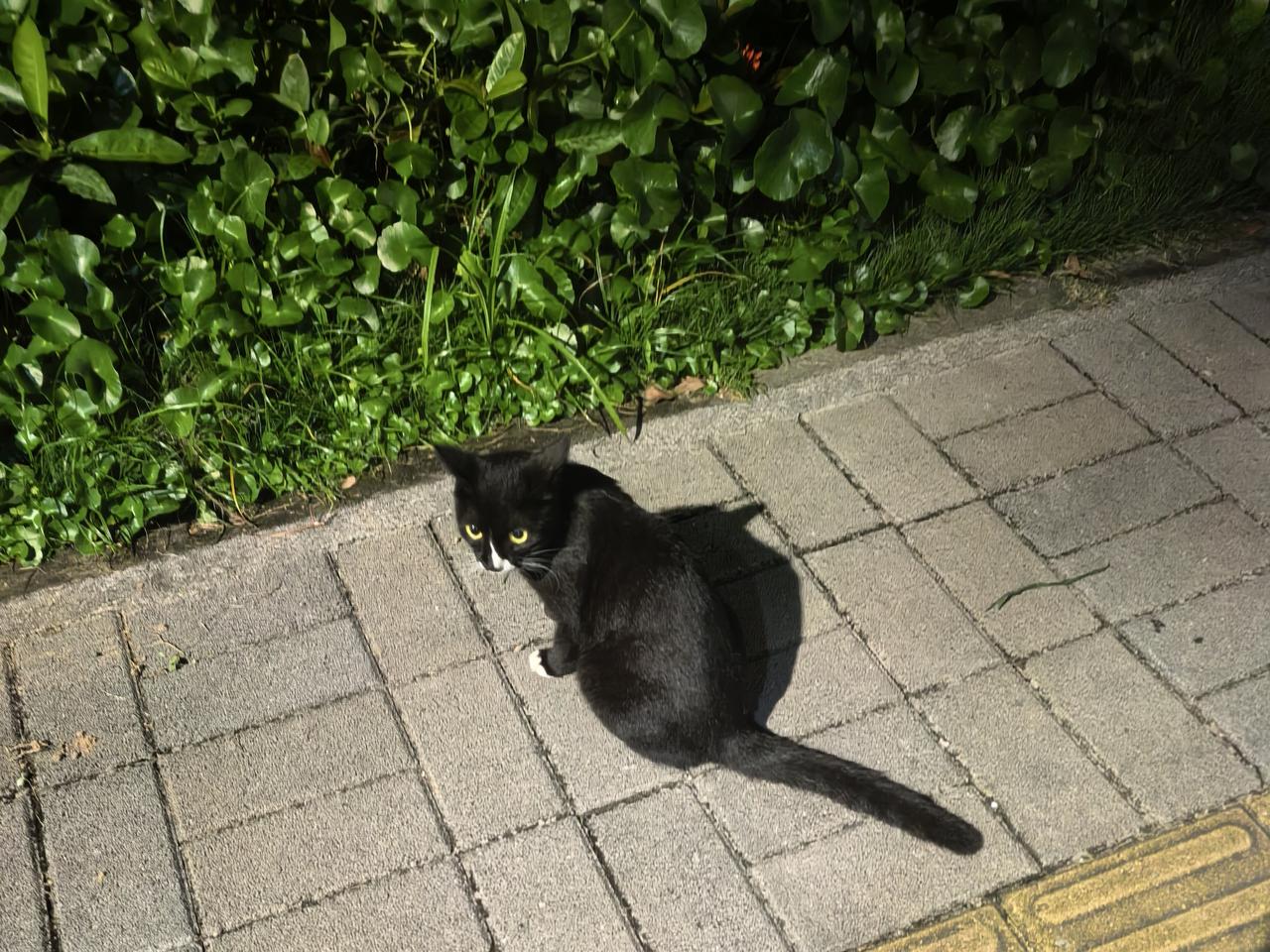 晚饭后散步，看到了一只油黑发亮，四脚，嘴巴，眼圈白色的流浪猫。这么好看的猫主人为