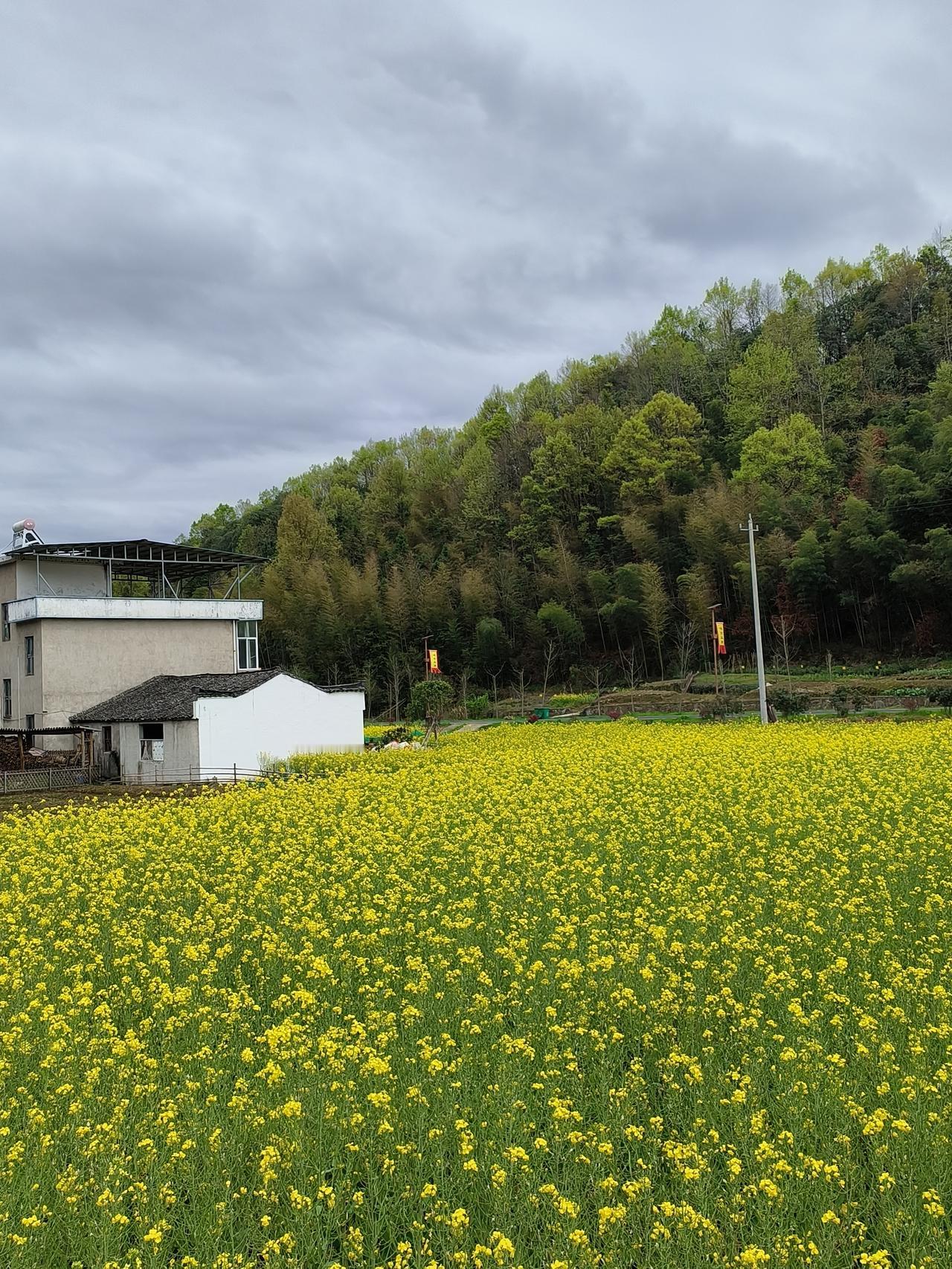 反正手机内存大，所以好多老照片都还在，继续分享往年三月底回乡踏青祭祖随手拍的照片