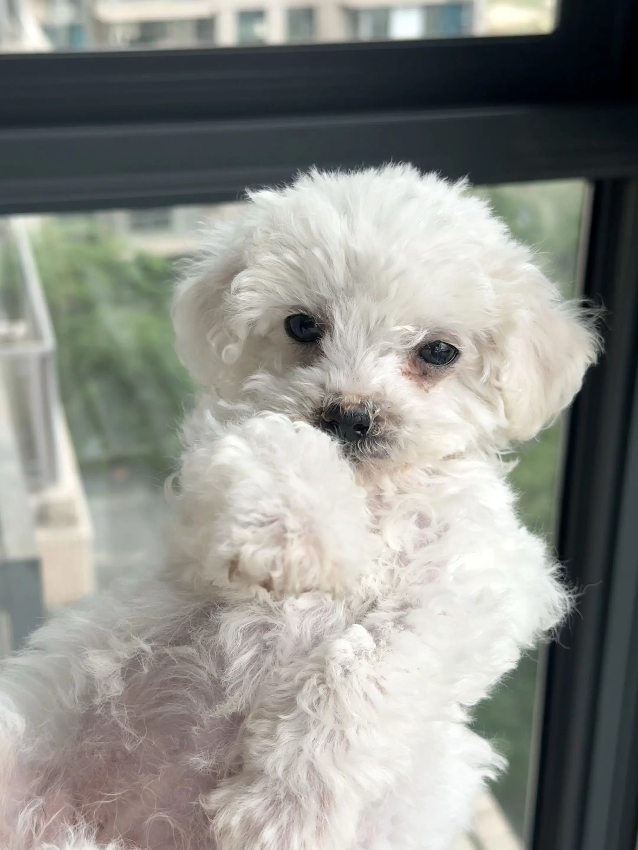 成都有能养的么？    领养。