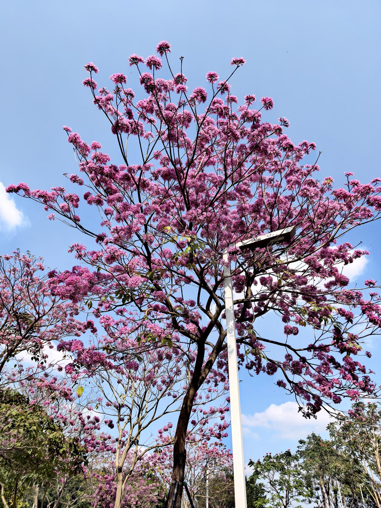 谁有花草照片，可以晒下吗请欣赏！