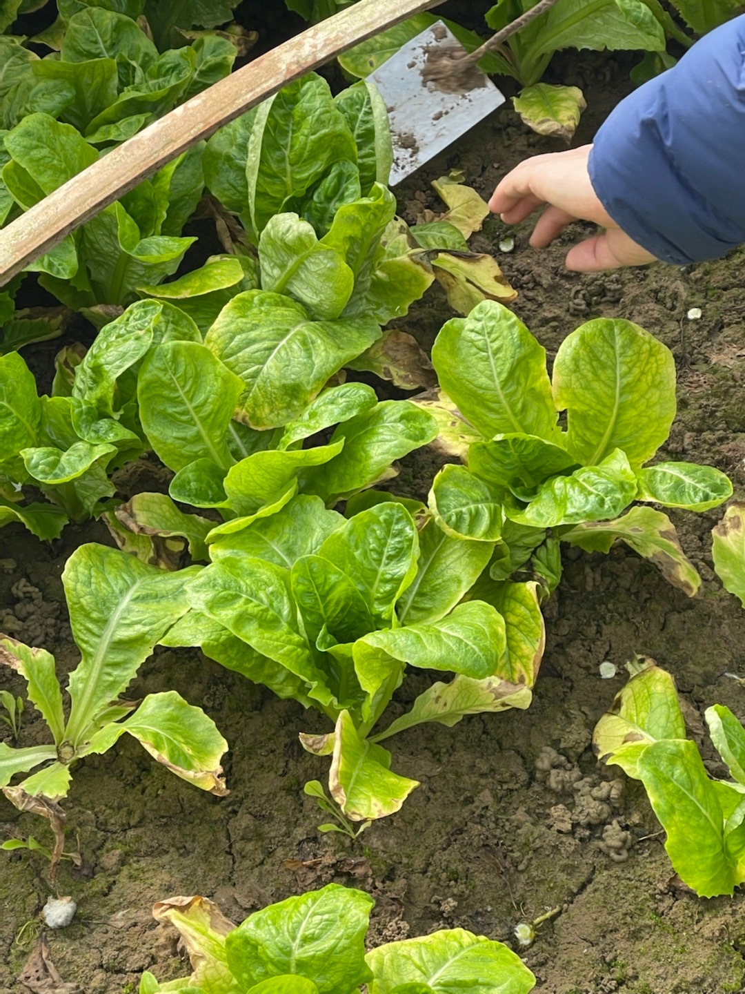 二十五磨豆腐~装了满满一车蔬菜、肉、蛋、粮食回来~都是公婆自己种的、养的和做的，