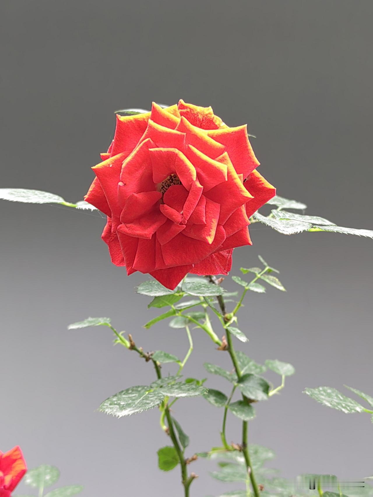 晒图笔记大赛毛主席、华主席时期，我感觉心里踏实，我常常怀念毛主席、周总理、朱德总