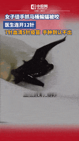 “悲剧还是发生了！”河南信阳，一女子在家里上厕所期间，忽然看到马桶里有只蝙蝠！因