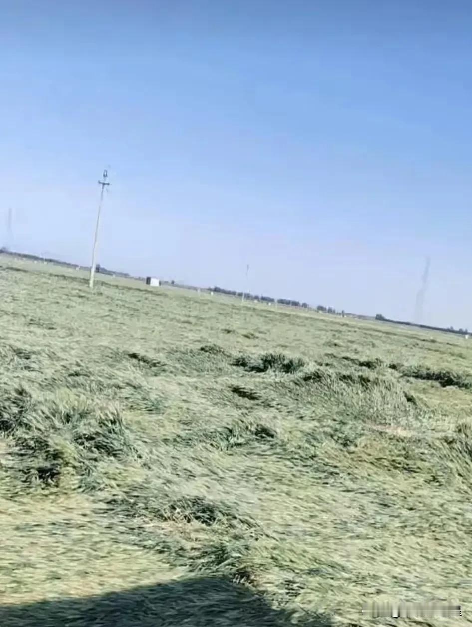昨晚，一场10级以上大风袭卷中原大地，河南多地还未成熟的麦田受到严重损害，大家看