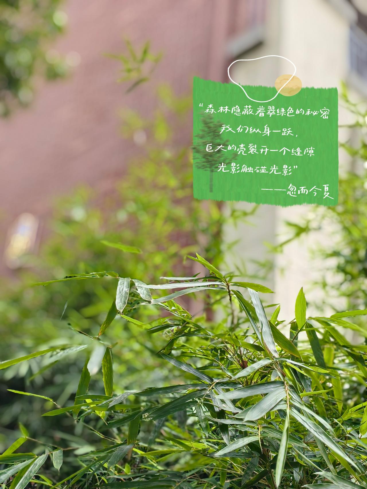 ​大自然
有千万种绿

我不必
满足某人期许
​
想做一缕夏风
天真又自得其乐