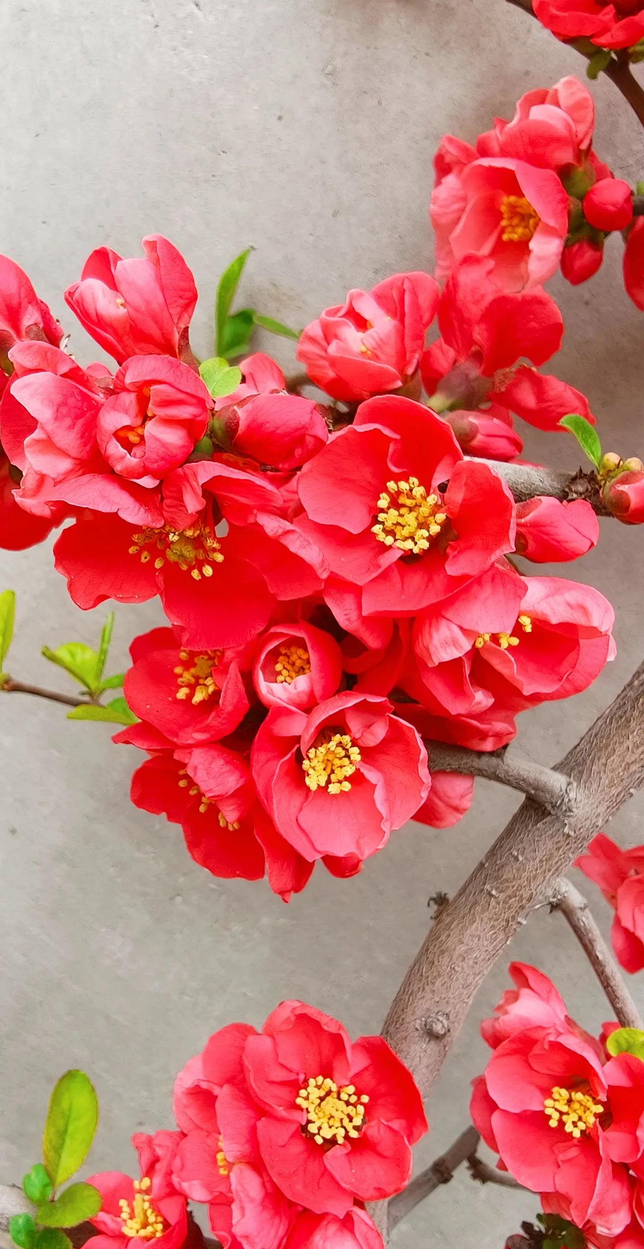 春天  随拍真实生活记录 图文热点来了 花开富贵好运来