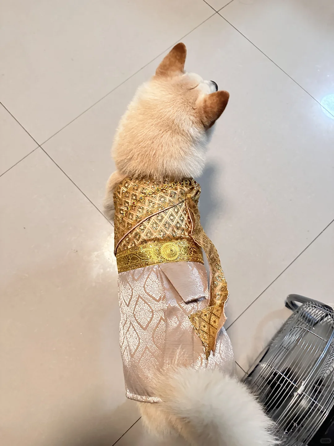 萨瓦迪卡的小八嘎