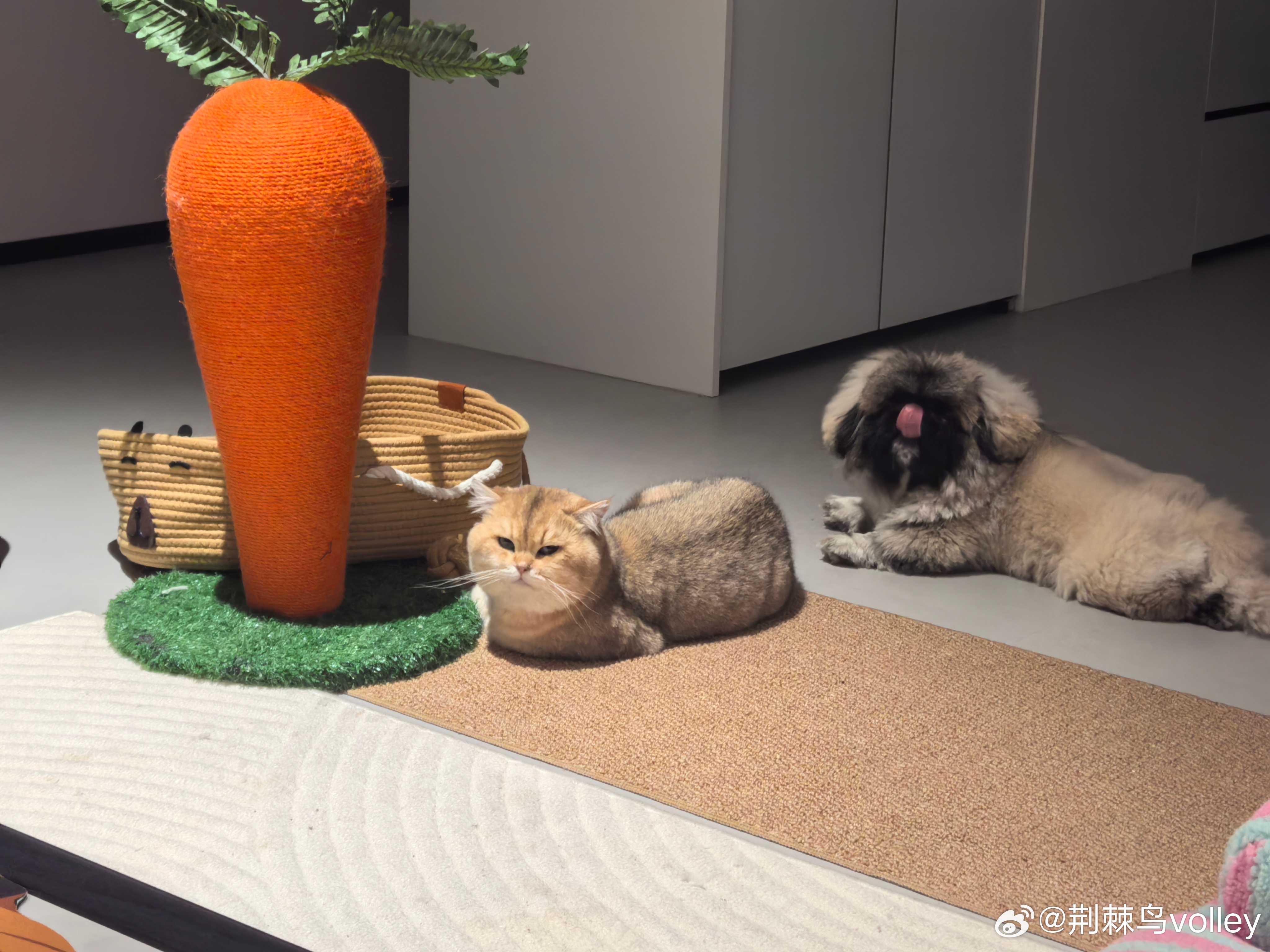 两个胖纸组队家有萌宠萌宠萌宠的日常