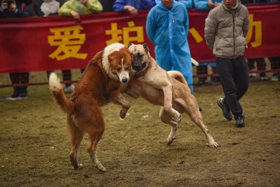 坎高杜曼与高狼斧头