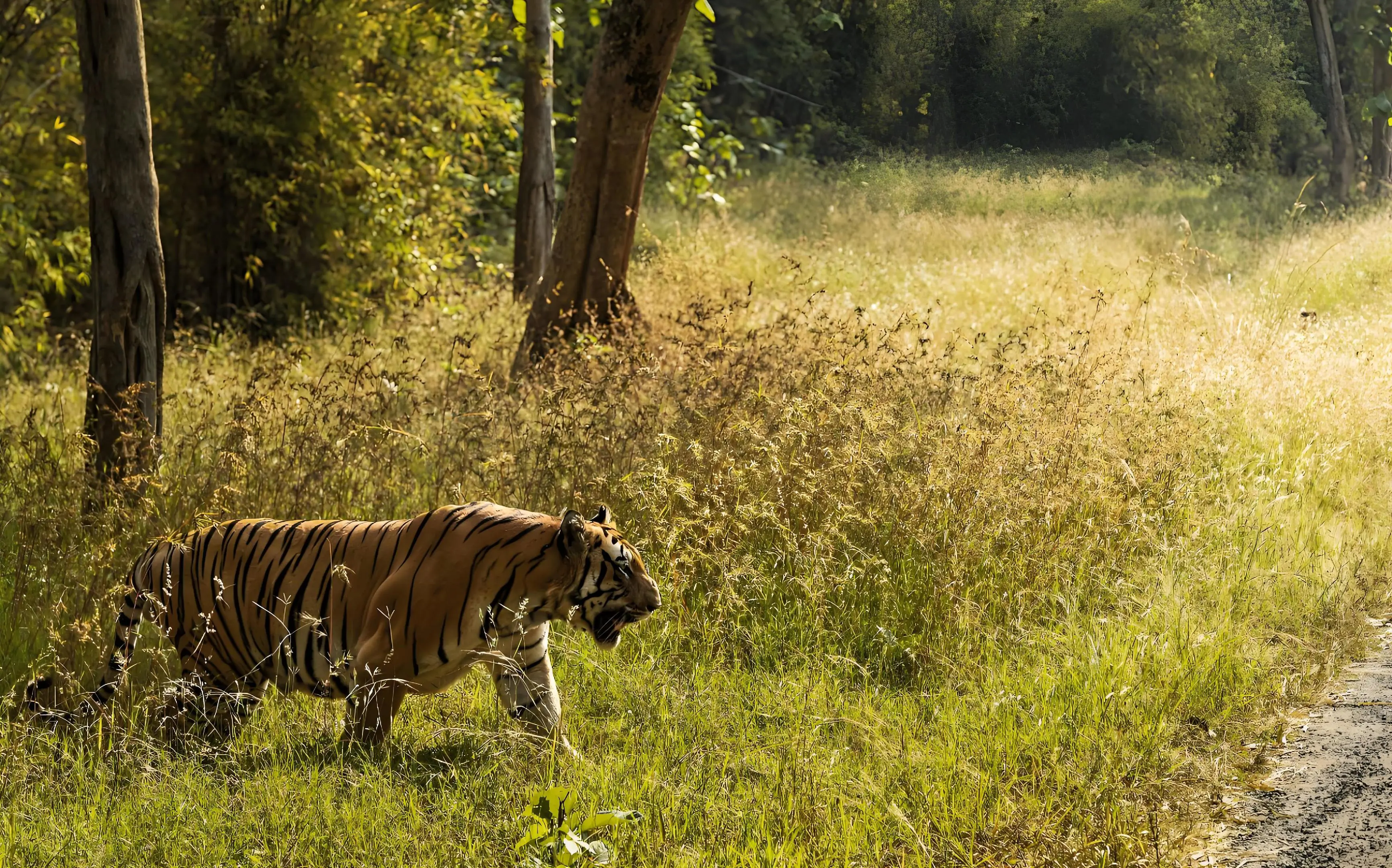 【塔多巴】核心区的大地主，强壮的雄虎t168“巴拉然”(Balram)...