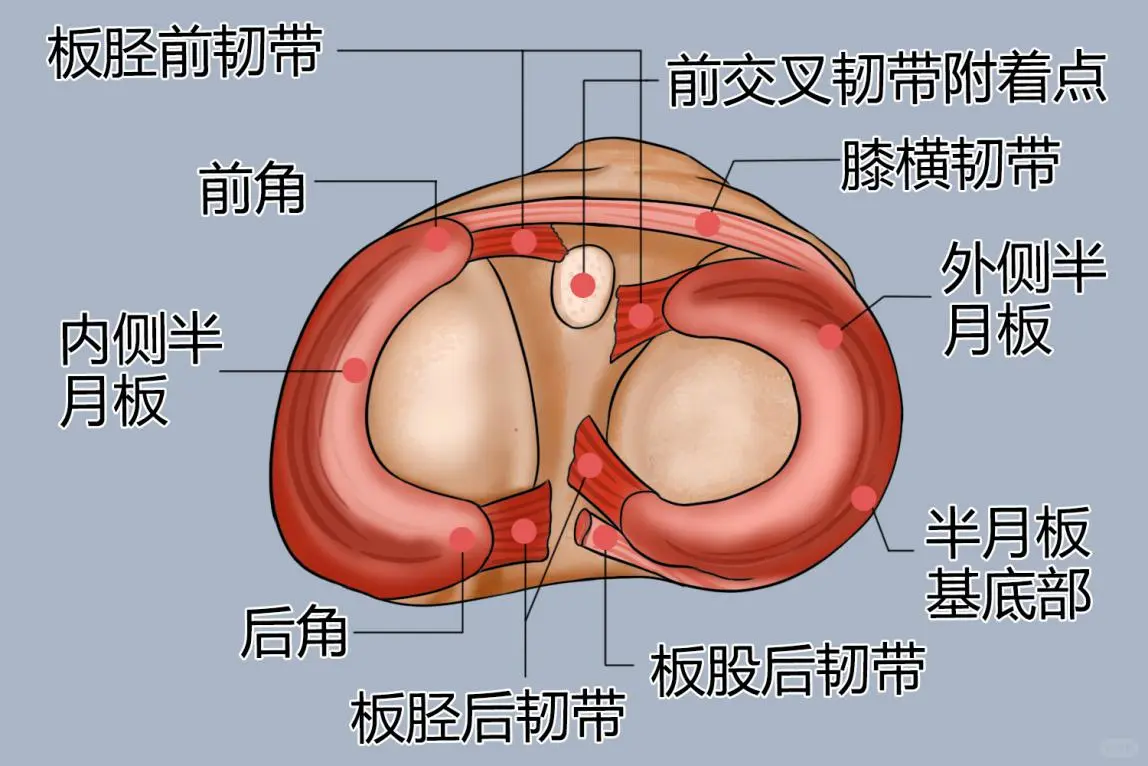 膝盖半月板图片
