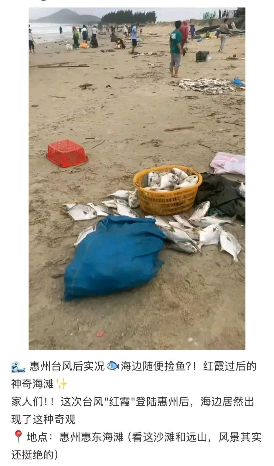 台风过后，广东这海滩可热闹了！大量金鲳鱼被冲到岸边，有市民一下就捡了100多斤，