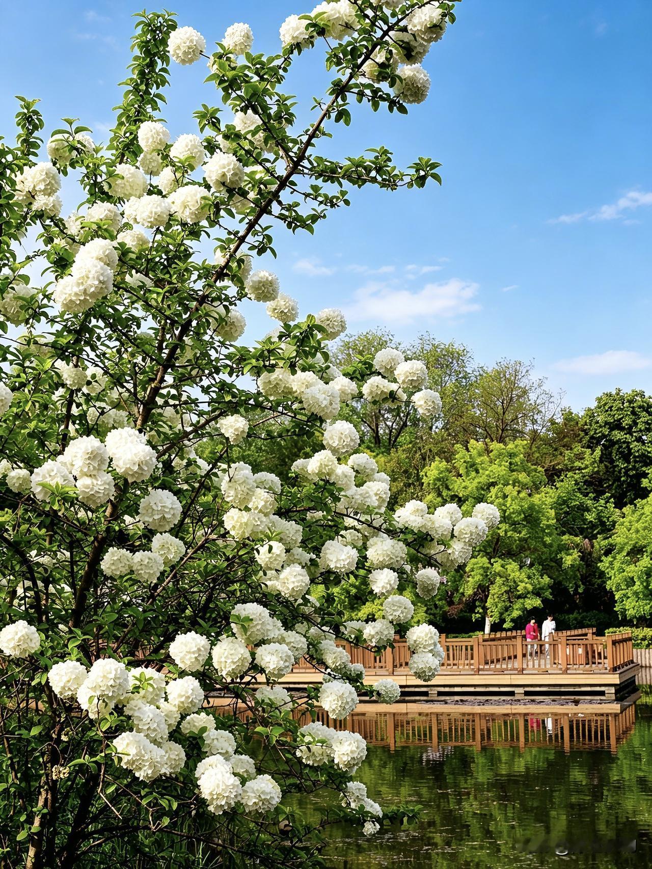 春花 2026年4月13日，宝鸡园林植物园绣球花与牡丹花赏花正当时。赏花植物园