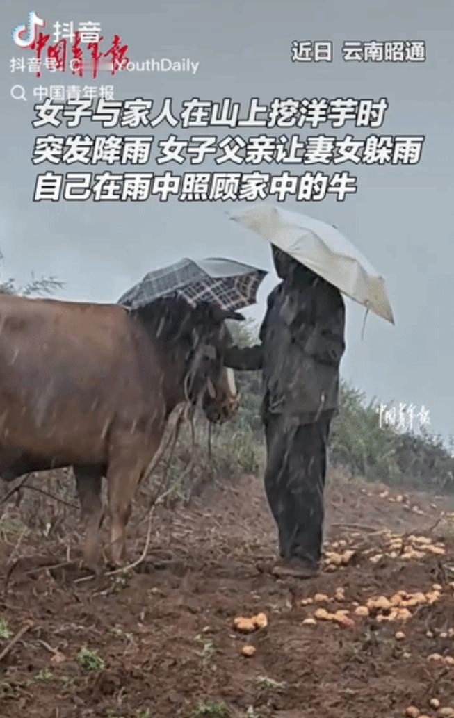 云南山里下大雨，70多岁父亲让妻女去躲雨，自己撑伞站在雨中护着家里10多岁的老牛