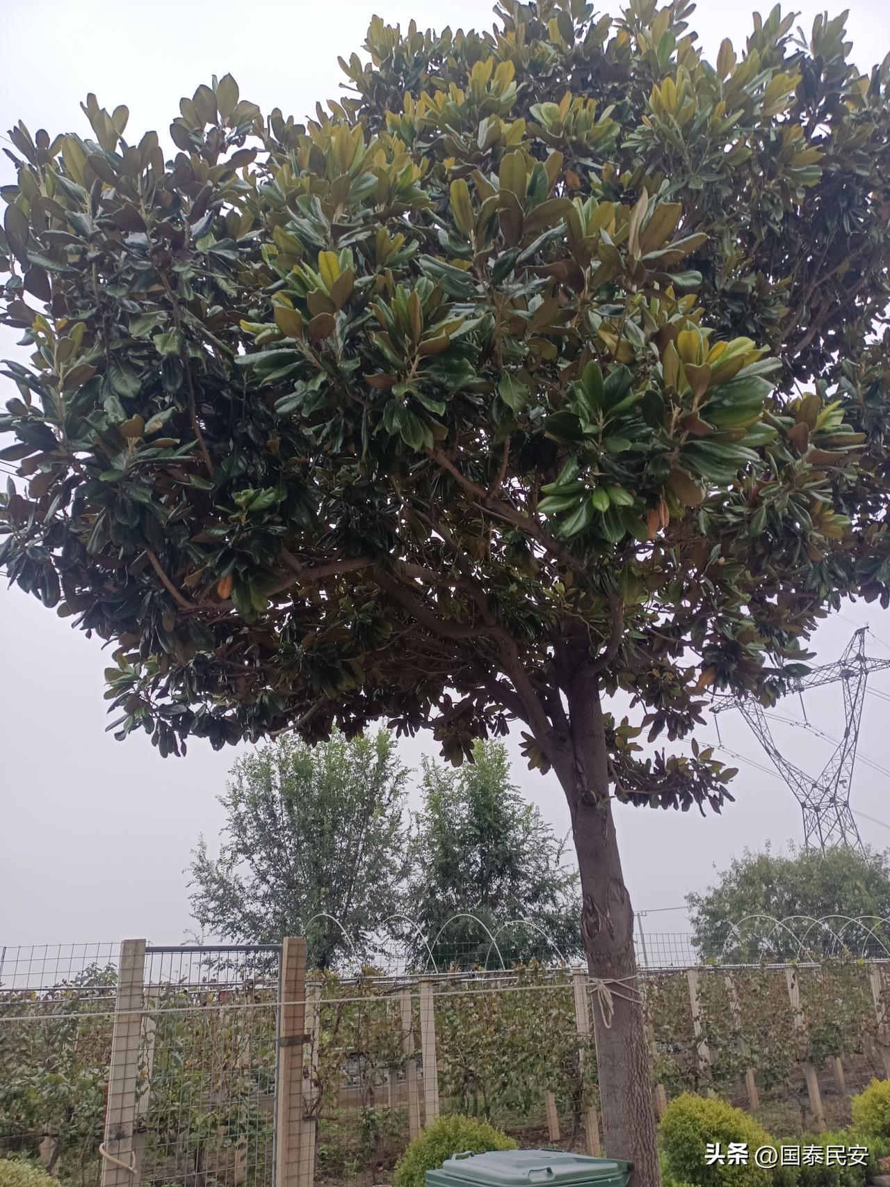 外边唯一，一颗广玉兰
 
在城郊一隅，广玉兰静静伫立。它的叶片厚实浓绿，新叶带着