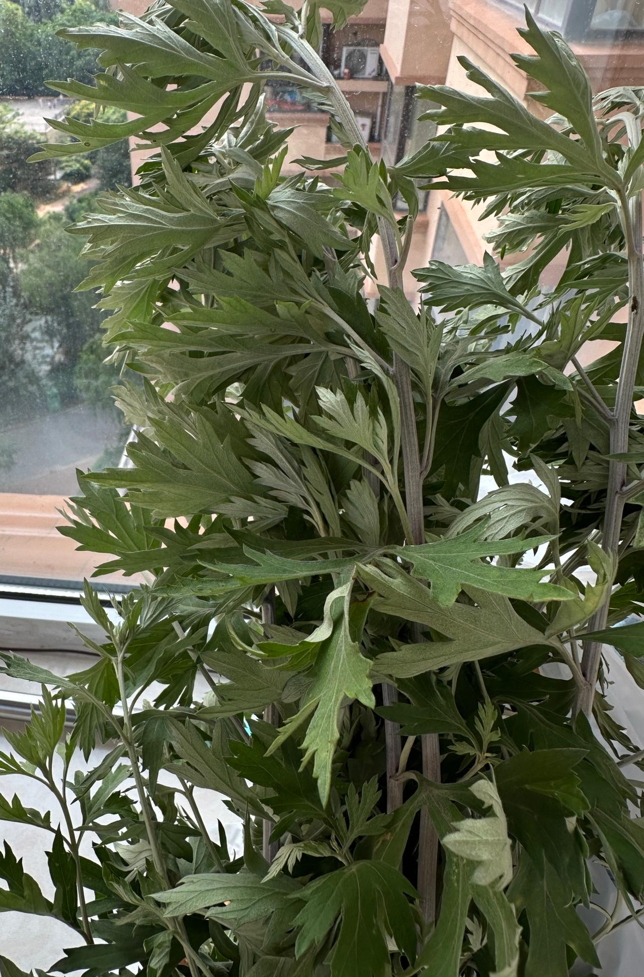 端午节祈求全家人平安健康，大门上要挂艾草，所以今天我也与朋友一起跟着人们去采艾蒿