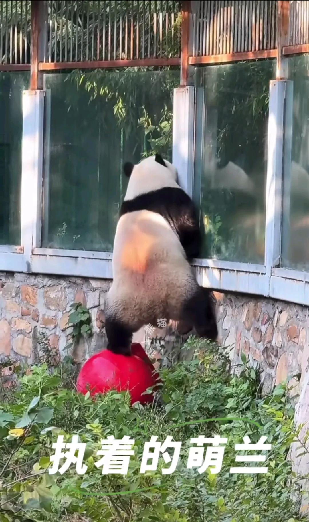 执着的萌兰，可能只是渴望有棵像样的大树吧！
向往高处是每个大熊猫的天性。前两天莽