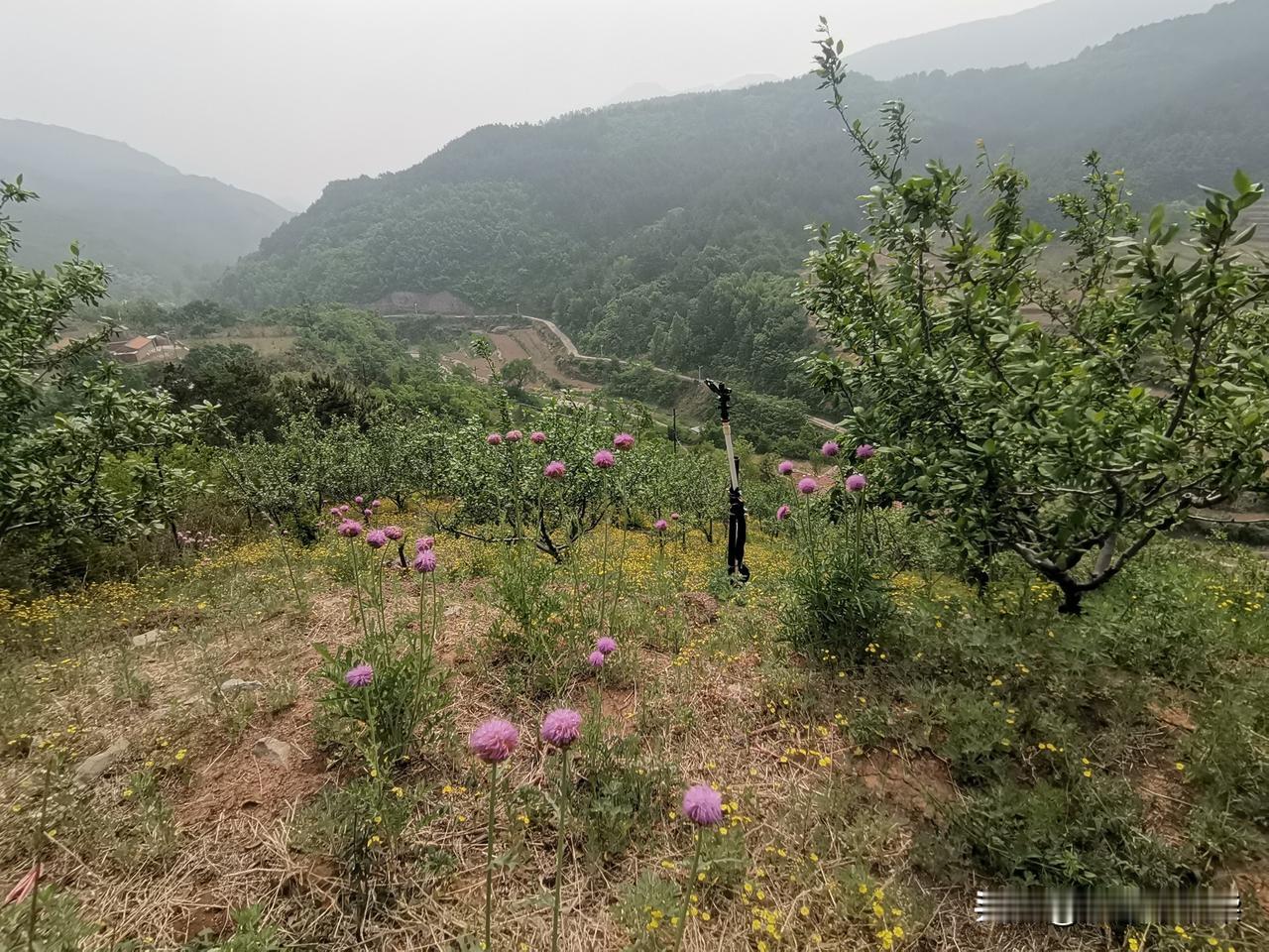 雾锁滦平
遛山，不经意间看见路边一个有意思的路牌——搭拉腰子——指向了一条很窄的