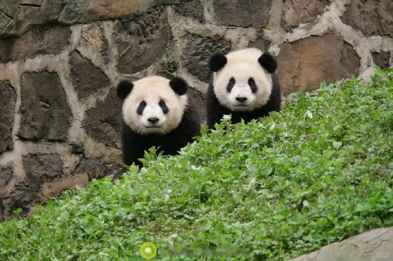 一岁多的盟盟 & 嘟嘟🐼 
两只圆滚滚的小家伙探头出场！ 

盟盟一副囧囧气质