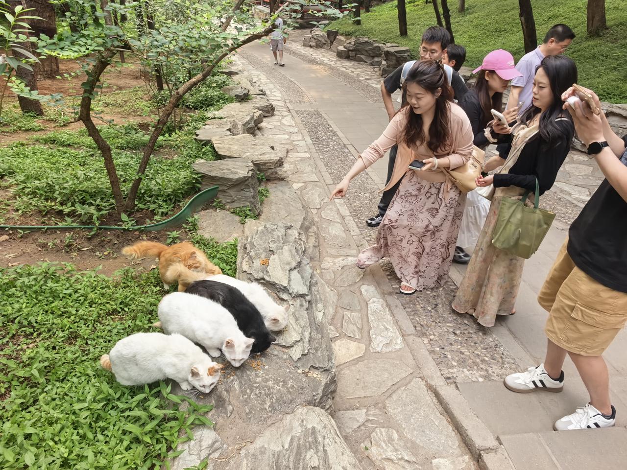 颐和园里猫咪乐游人

昨日傍晚，天色微暗，从颐和园北门入园散步。走到赅春园时，见