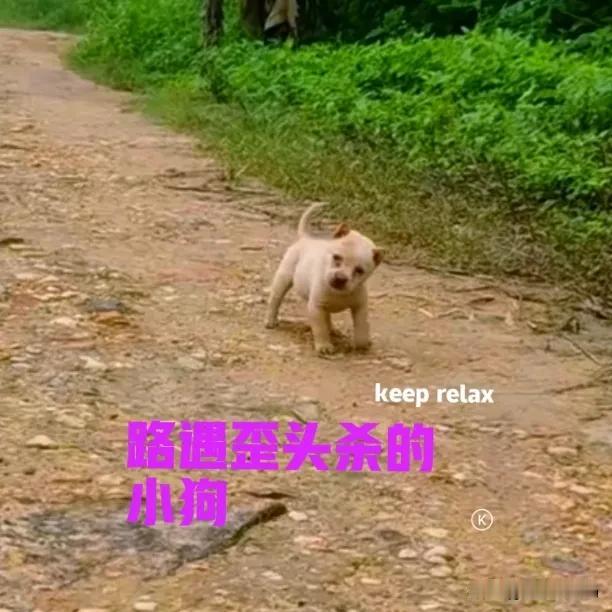周末去乡下摘枇杷，半路上遇到一只小狗，也不知道是什么品种的？小狗拦着我们的去路，