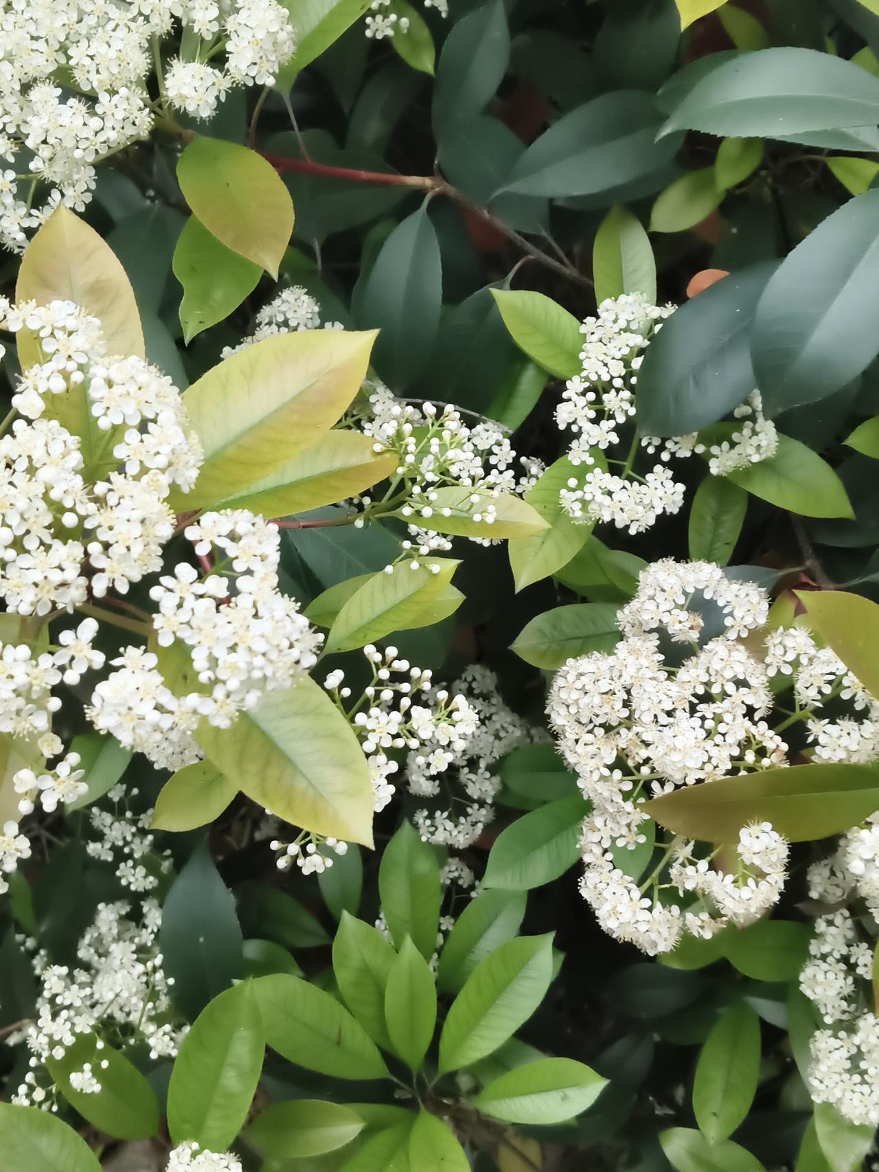 晒图笔记大赛春日繁花，以绿为底，以白为墨，绘就一幅生机盎然的画卷。细密的白色小花