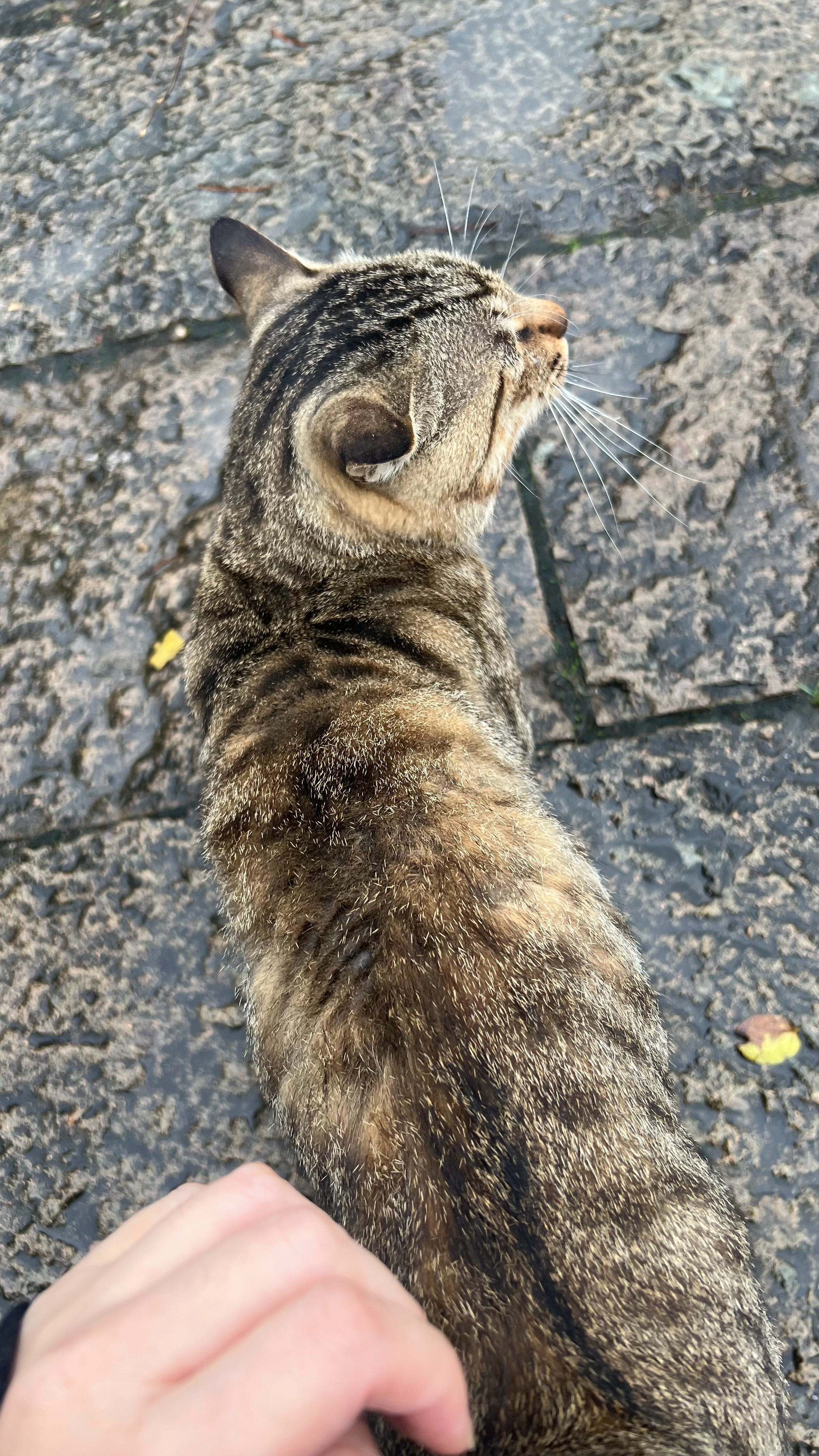 🐱🐱🐱 ​​​