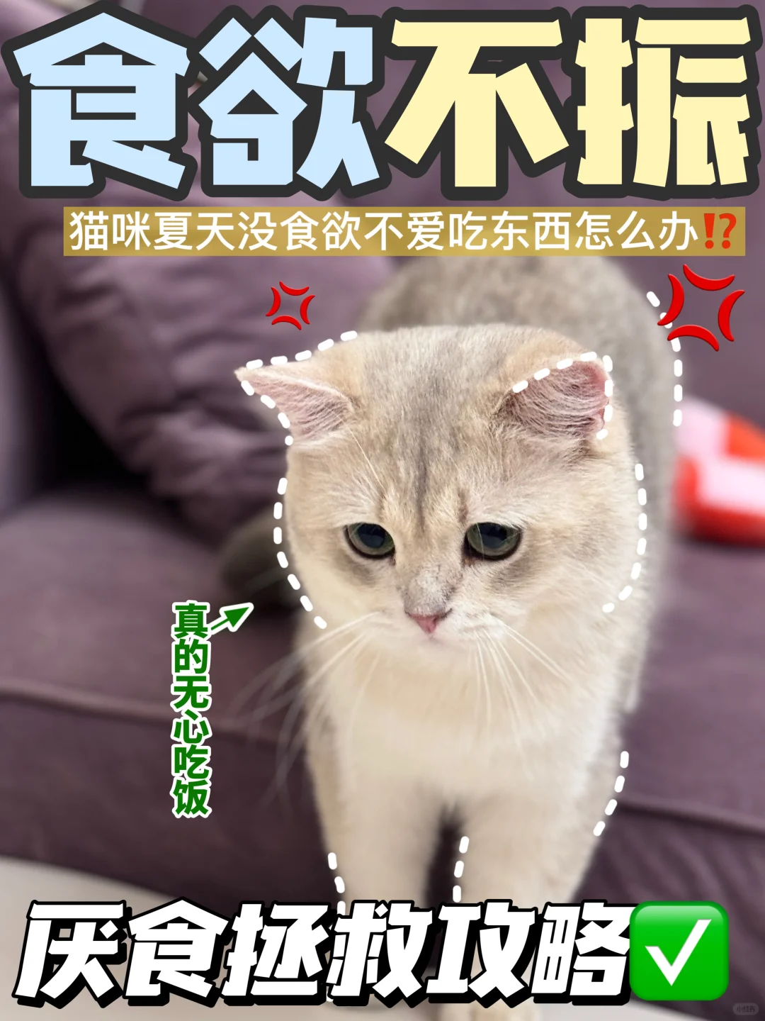 谁家小猫咪这么挑食呀…铲屎官真的心碎了☹