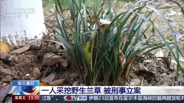 吓傻！永嘉多人已判刑！可别上山乱挖了！

近日，央视新闻报道，湖北襄阳有人挖 4