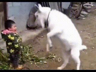 刷到个视频直接看愣了！一开始还替孩子捏把汗——山羊对着蹦跳的娃抬着头，那架势像要