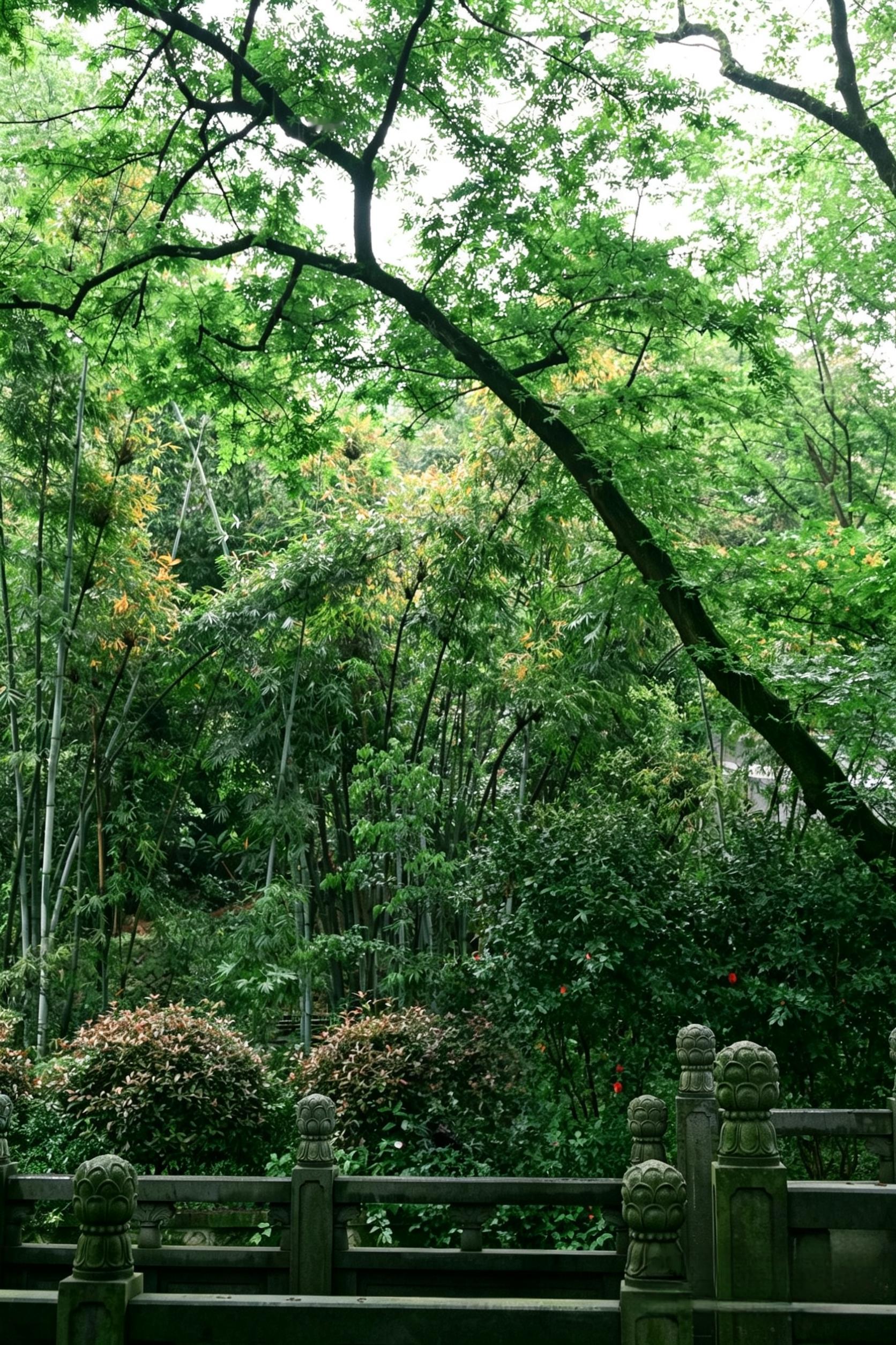 地球日我来捧场做自然的朋友 🌿我在温州景山公园拍到了现实版“绿野仙踪”！！一走