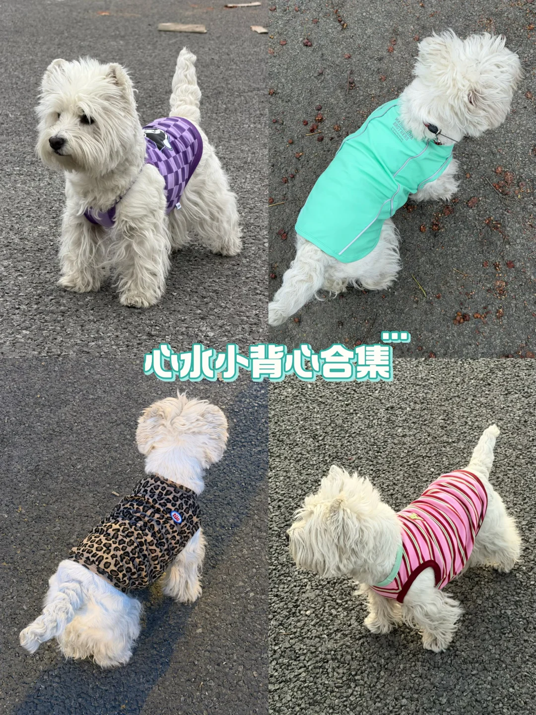 西高地真的和背心焊死！近期爱穿合集🈶