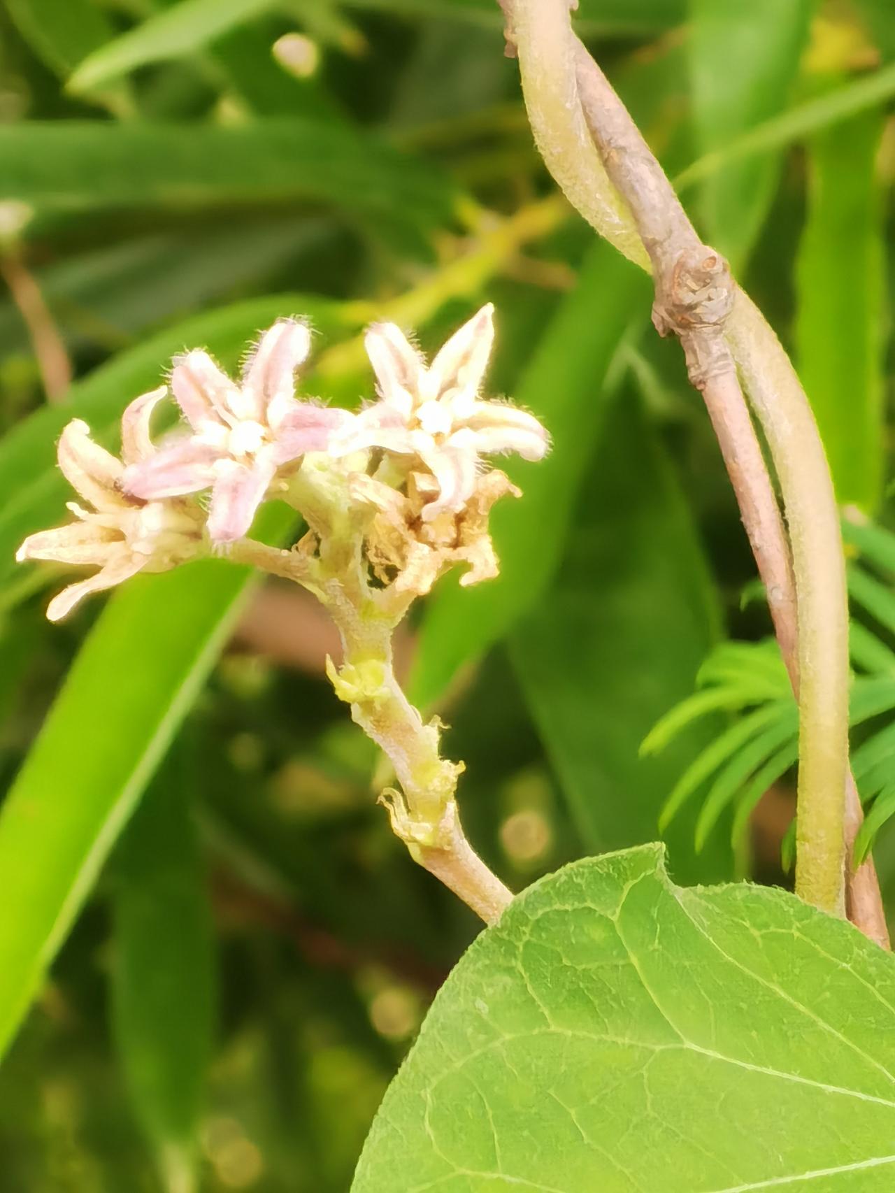 拍了一个无名花，形色也不知道是什么。有大神知道是什么吗？友友看这什么花