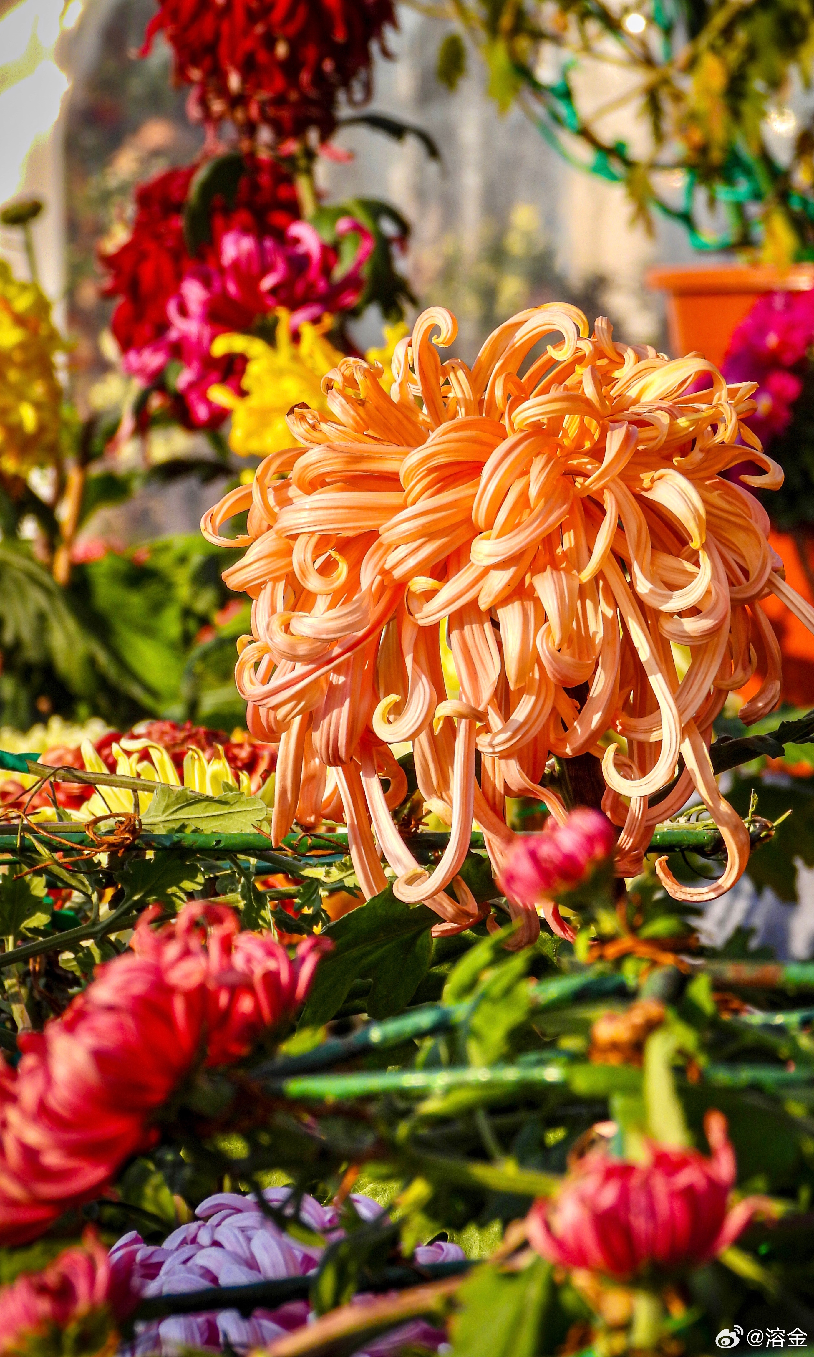 【天坛公园 菊花展】祈年檐下菊，霜轻缀金英。丹陛香风绕，穹顶映秋明。捕捉京城冬日