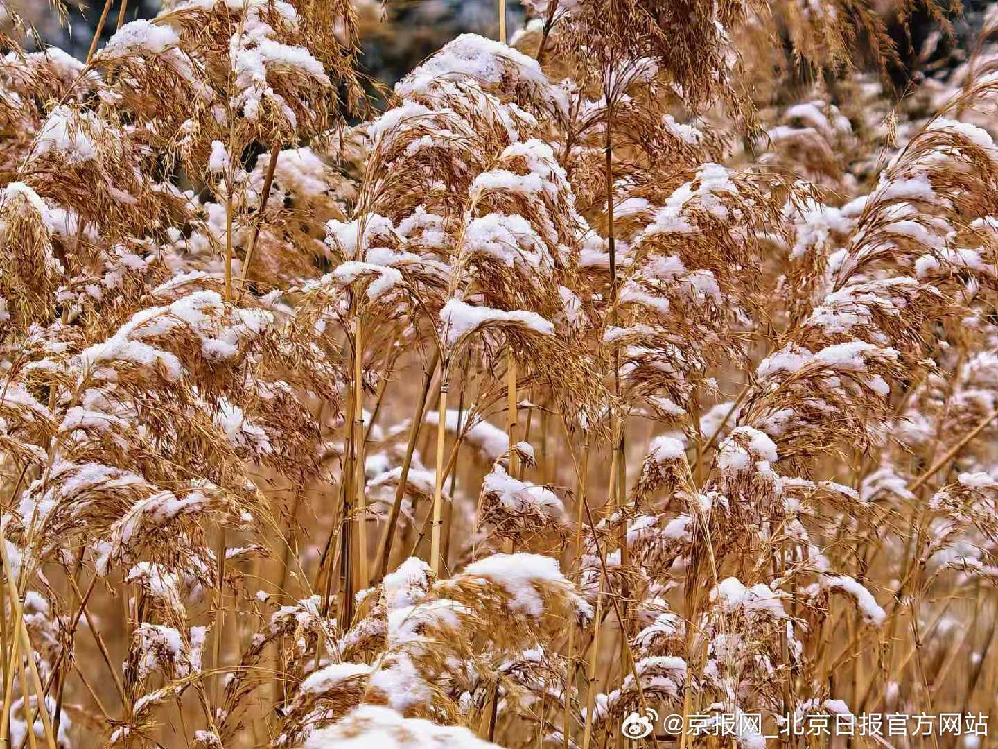 【#北京雪落芦苇氛围感拉满#】#一觉醒来北京雪景上线# 昨夜，北京迎来春节后首场