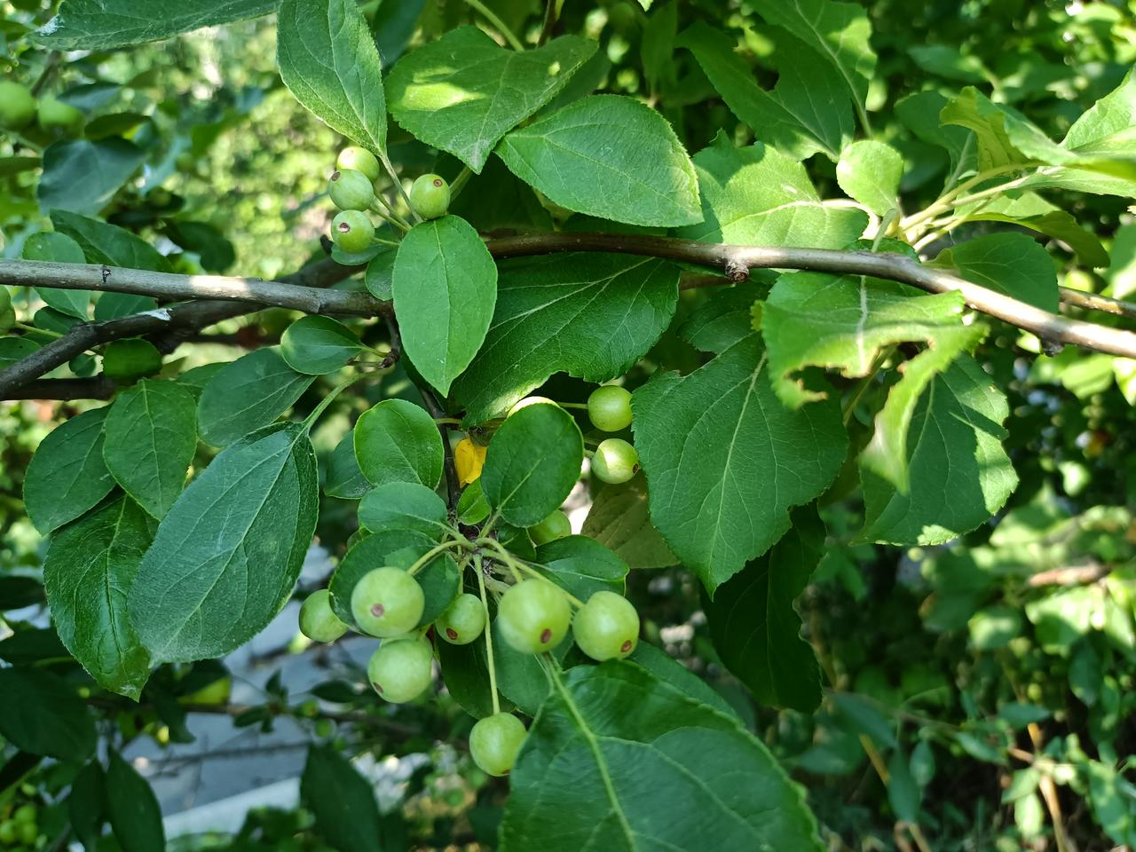春花娇艳，夏果翠绿，秋果泛黄，这种果实冬天最漂亮，像一颗颗红玛瑙，在白雪的映衬下
