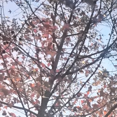 冬至快乐～何时才能先熟透要静候，再静候～ 