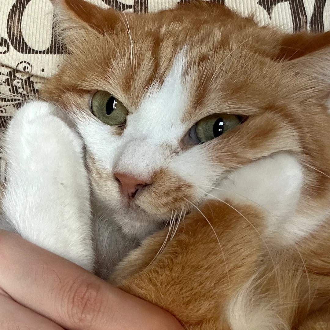 小猫捧脸