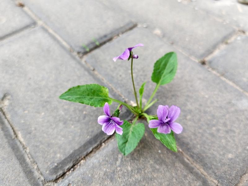 我爱花草，尤其是那些不起眼的小野花。今天就给大家分享一组我心中最美的小野花。
首