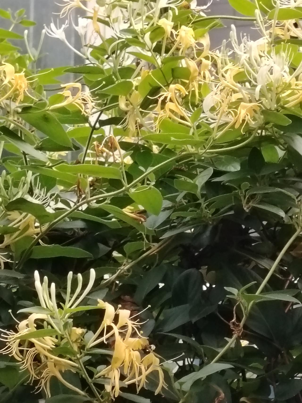 金银花虽小也漂亮