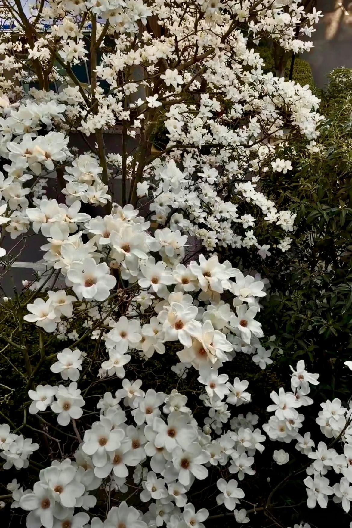 你记得花 花就一直开 你记得我 我就一直在 ​​​