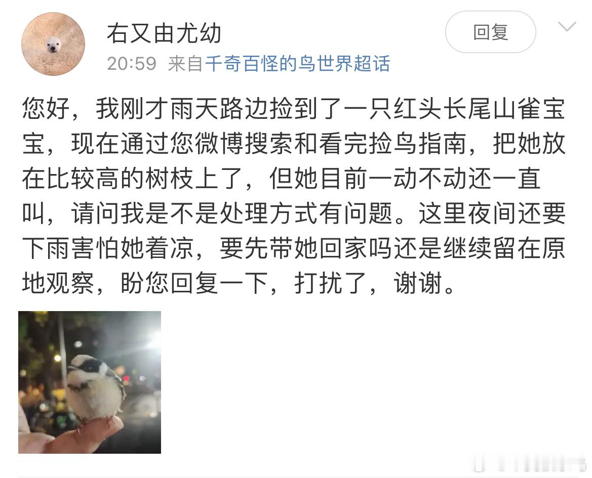 #鸟粉投稿# 圆滚滚的【红头长尾山雀】宝宝👶🏻太可爱了它已经会飞了，只不过需