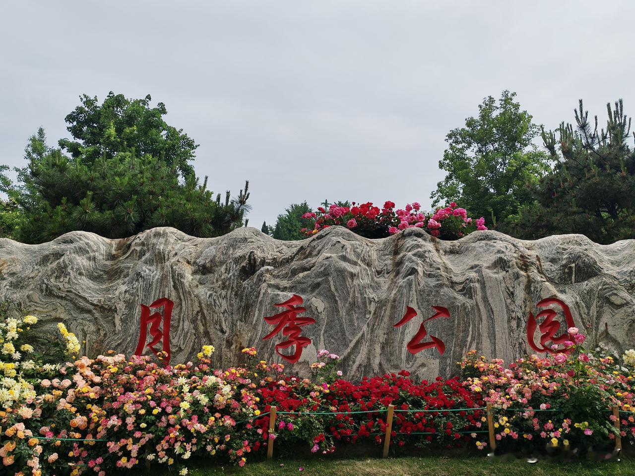 从洛阳赏完花后前往郑州，没想到在郑州又意外邂逅了一场花海。

在酒店刷抖音时，我